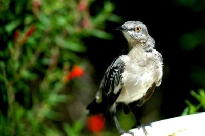 9-2005 Young Mockingbird.JPG