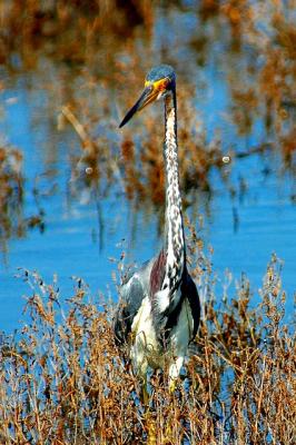 10-2005 Tri-Colored Heron5.JPG