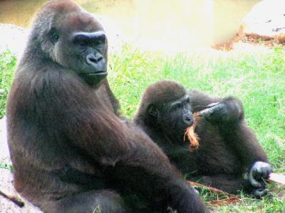 10-2005 Gorillas.JPG