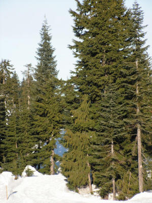 Grouse Mountain Trees and Snow.jpg