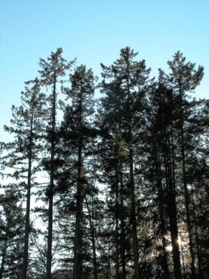 Vancouver Island Trees.jpg