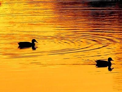 Duck Pond at Sunset.jpg