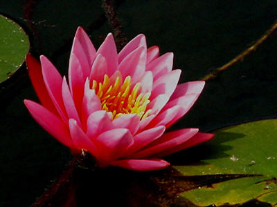 Water Lily Bloom  8-2005.jpg