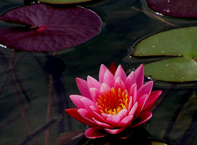 Water Lily Bloom3.jpg