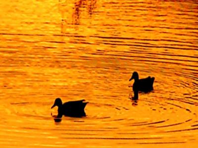 Duck Pond at Sunset3.jpg