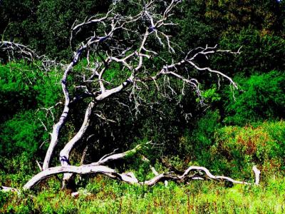 Oak Tree Skeleton.jpg