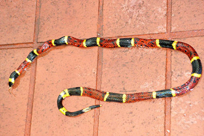 Coral Snake.jpg