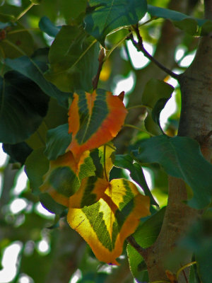 Pear Tree 11-2007f.jpg