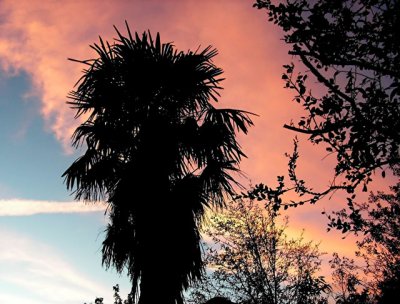 Palm and Sunset 11-26-2007.jpg