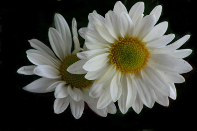 White Daisies.jpg