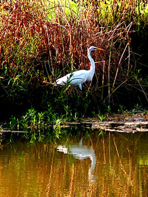 White Egret in Salado Creek.jpg