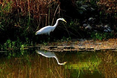 White Egret in Salado Creek 2