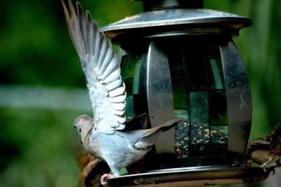 White-winged Dove Threat.jpg