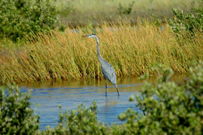 Great Blue Heron 1.jpg