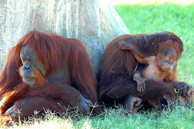 Two Females and Baby Orangutan.jpg