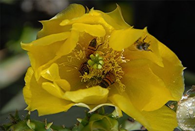 Bees Collecting Pollen on Cactus Flower 8