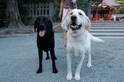 dogs