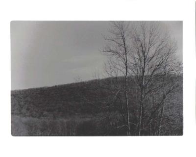 trees