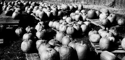 pumpkins