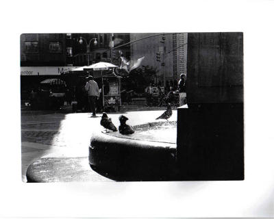 pigeon fountain