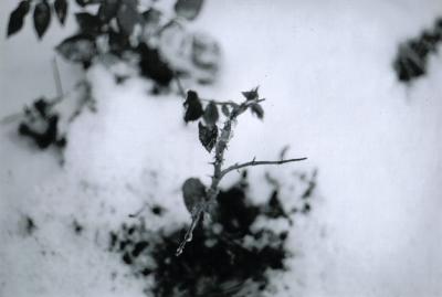 rose bush