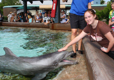 petting dolphins