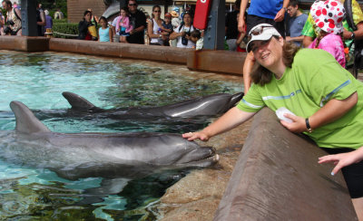 petting dolphins