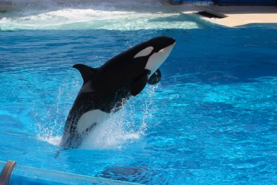 Shamu show