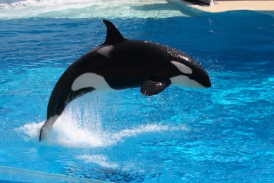 Shamu show