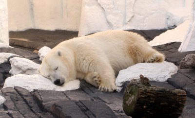 tired polar bear