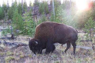 early morning bison