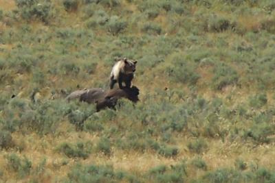 Grizzly feeding on a dead bison