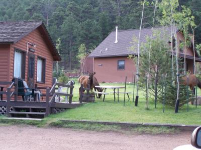 elk at the lodge