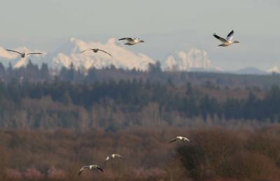 snow geese