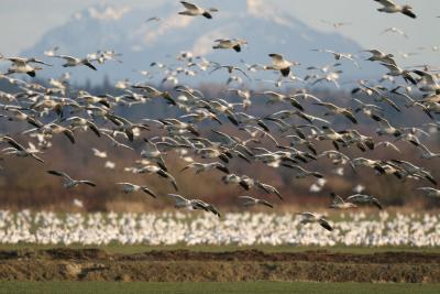 snow geese