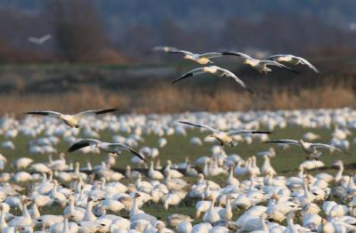 snow geese