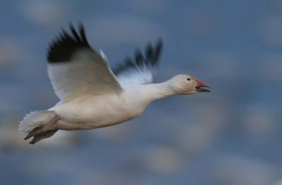 snow goose