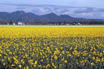 field of yellow