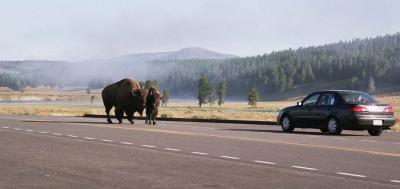 traffic in Hayden Valley