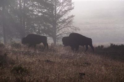 walking thru the fog