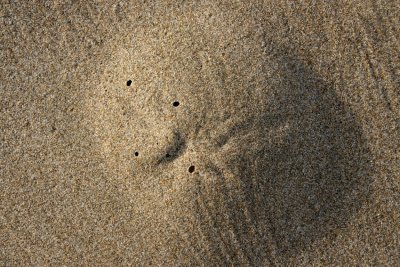 sand dollar underneath?