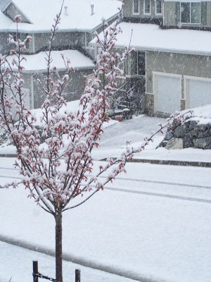 snow in April??
