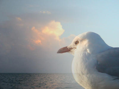 Merged two photos