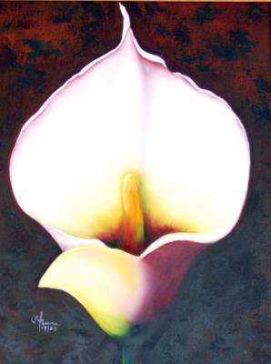 CALLA LILIE GLORIUS FLOWER 20 x 36 Oil on Canvas.