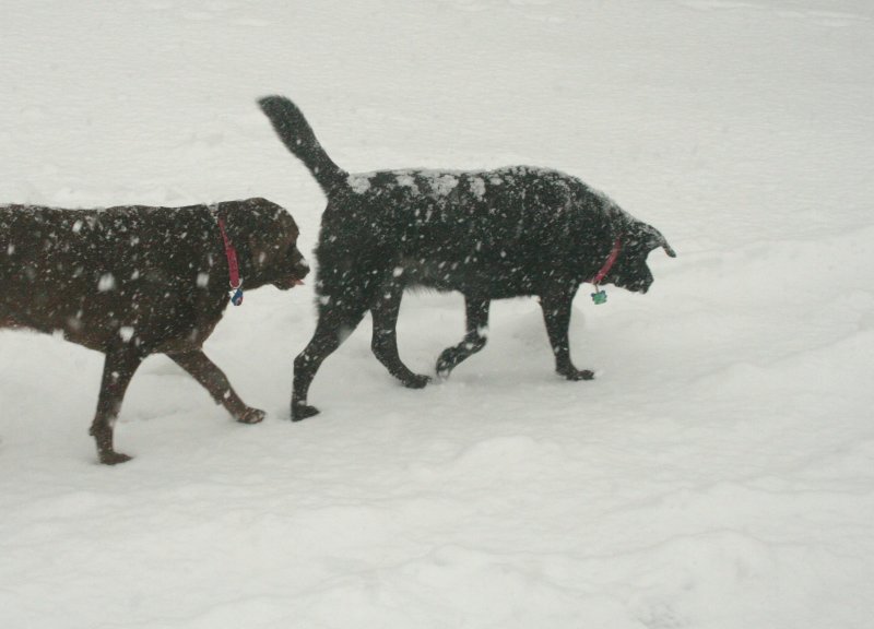 snowy dogs