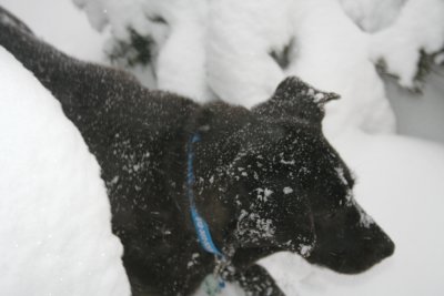 lucy in snow