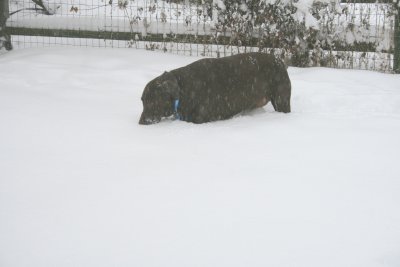 hannah in deep snow