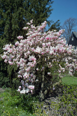 Magnolia-season