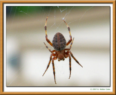 SpiderHB11-8-07 .jpg