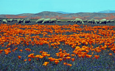 Sheep Poppy Preserve 4-24-10 34.jpg